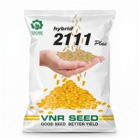 VNR Hybrid 2111 Plus Paddy Seeds | High Yield Hybrid Rice Seeds | Premium Dhan Beej for Better Yield