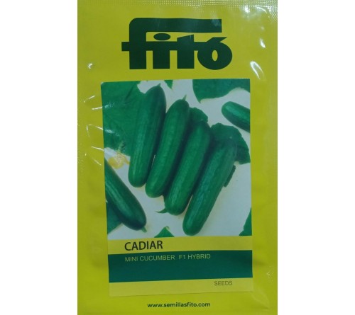 MINI CUCUMBER- CADIAR  