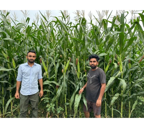 HYBRID MAIZE CP 858 