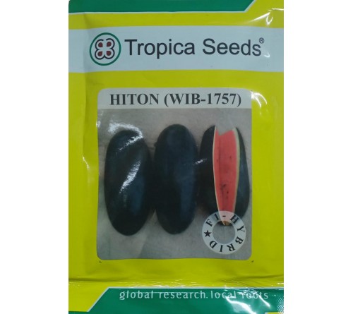 HYBRID WATER MELON - HITON (WIB-1757)