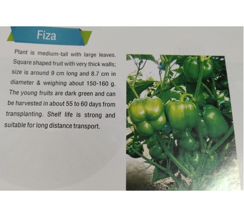 CAPSICUM/ SWEET PEPPER  F1 - FIZA