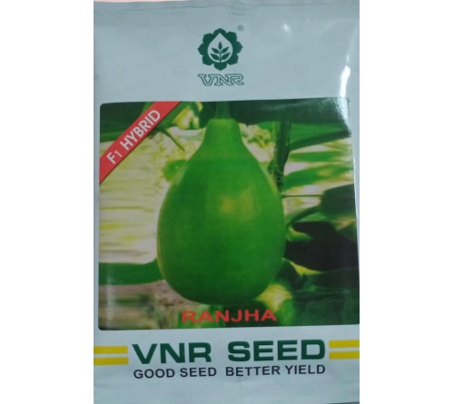 BOTTLE GOURD - RANJHA