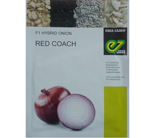 ONION - RED COUCH 