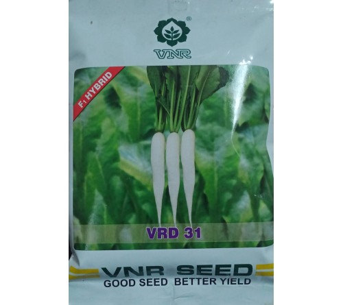 HYBRID RADISH - VRD 31