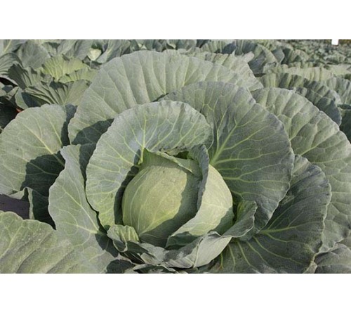 CABBAGE - INDAM-296