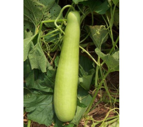 BOTTLE GOURD - INDAM-204 F1