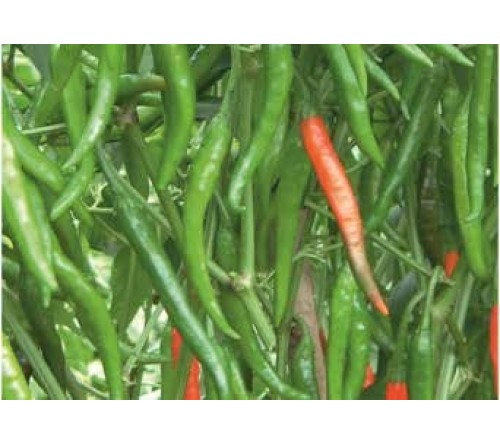 HOT PEPPER/ CHILLI - HOT KING (G)