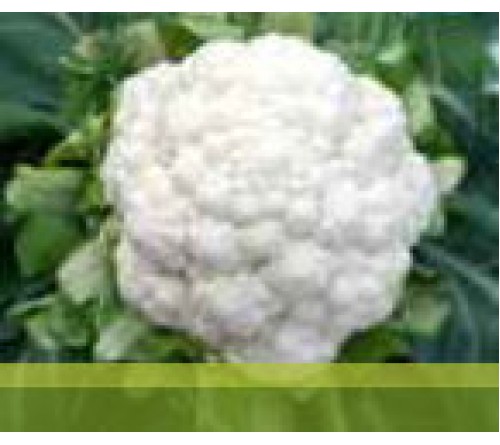 HYBRID CAULIFLOWER  - SUHASINI+