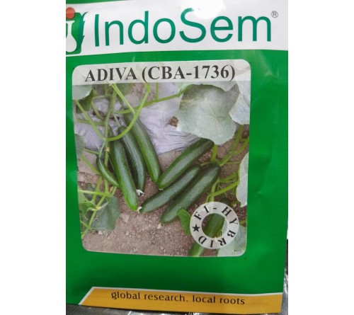 seedless cucumber Adiva